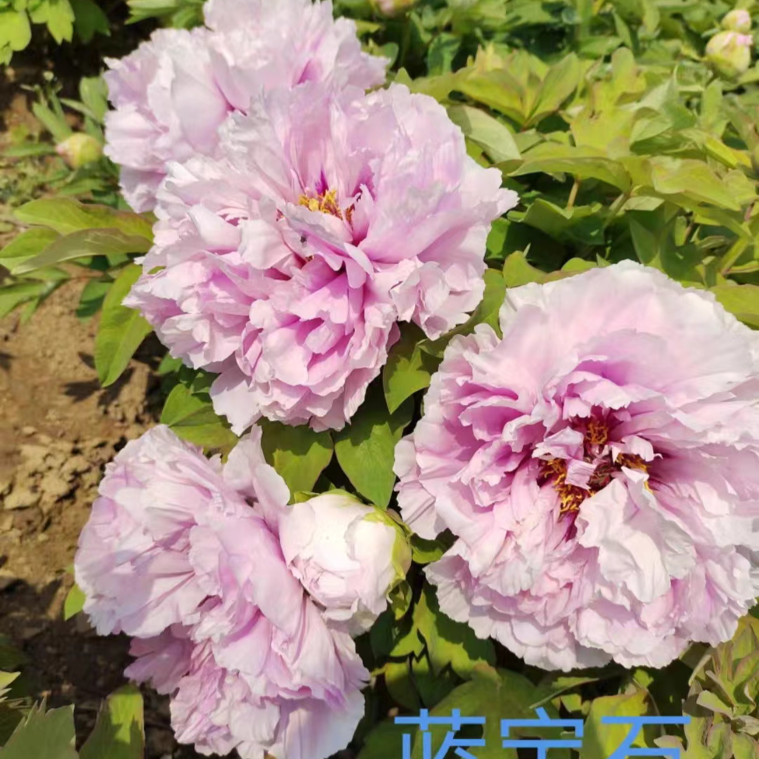 牡丹【蓝宝石】基地直发包对版庭院种植重瓣大花卉先发花肥秋天发苗