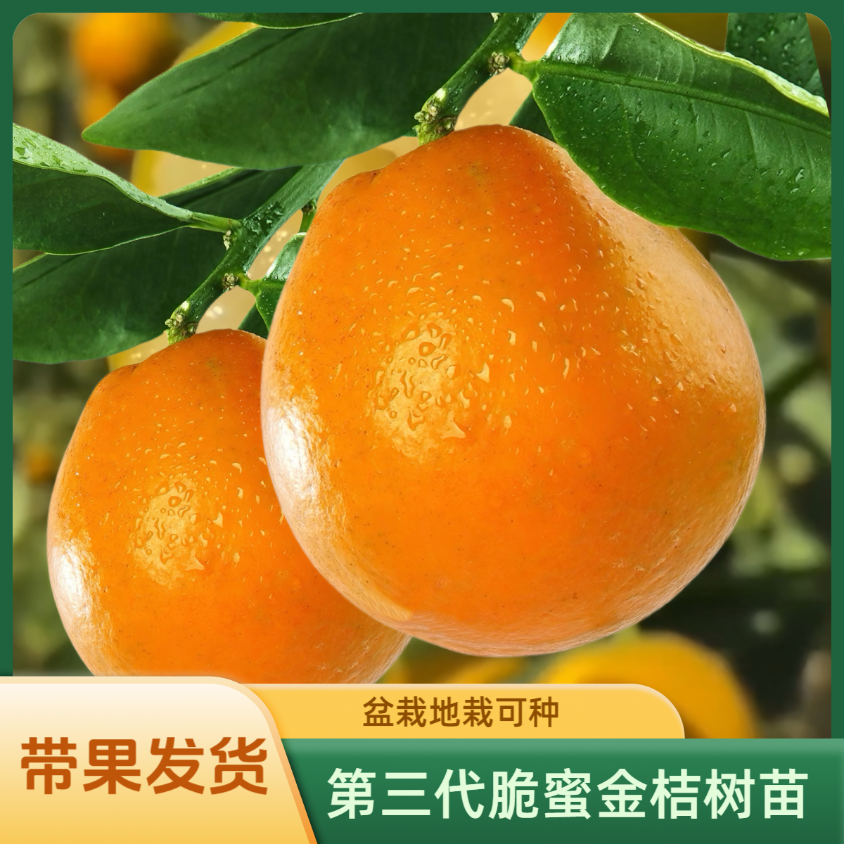 脆蜜金柑树苗果树苗脆皮金桔树苗无籽树盆栽桔子树现货直播直播