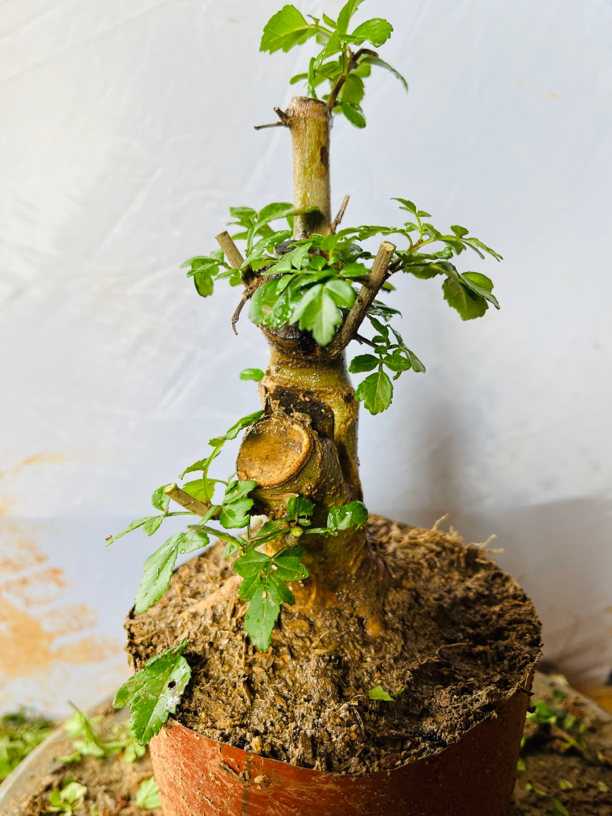 对节白蜡盆景绿植带土包邮，一物一拍