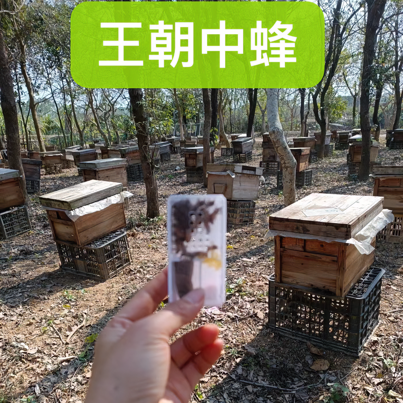 中蜂王源头蜂场新王土蜂王处女王笼快递邮寄中蜂蜂王蜜蜂蜂王