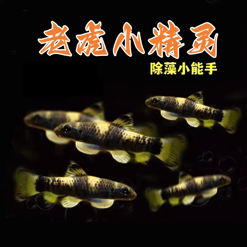 小型热带观赏鱼  清缸工具鱼 老虎小精灵鱼 好养易活