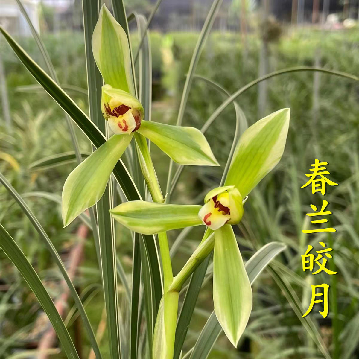 春兰 皎月 线艺铭品 国兰 兰花 开花浓香