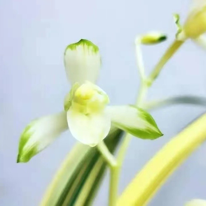 翁源兰花 直播间链接  室内高端盆栽