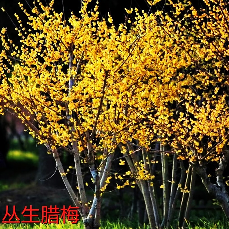 腊梅树苗高杆棒棒糖浓香型素心腊梅花苗盆栽地栽丛生腊梅冬季花卉