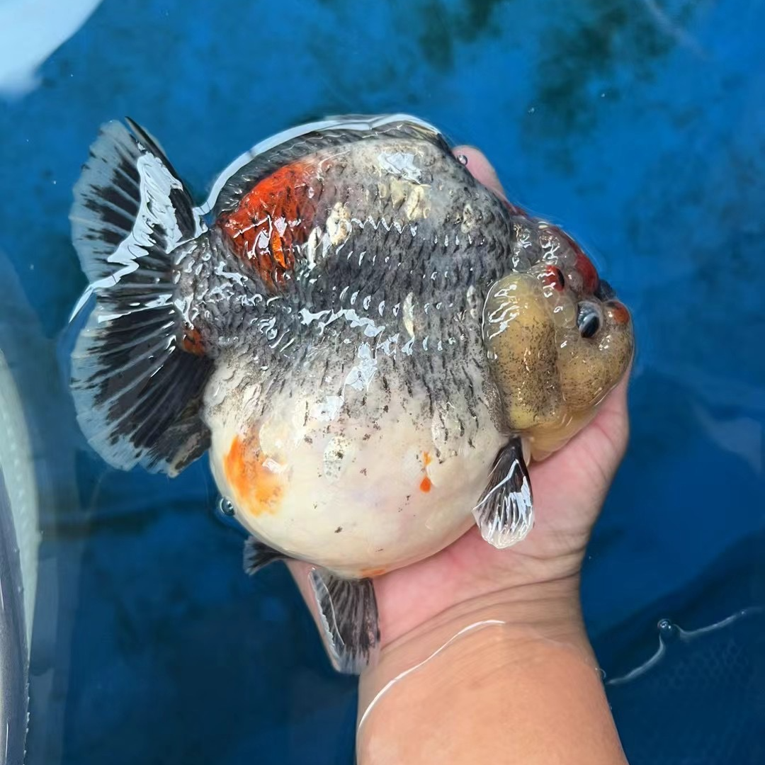 兰寿 将军狮 百褶裙 包活不包邮 私拍不发货养鱼小型饲养混养鲜活