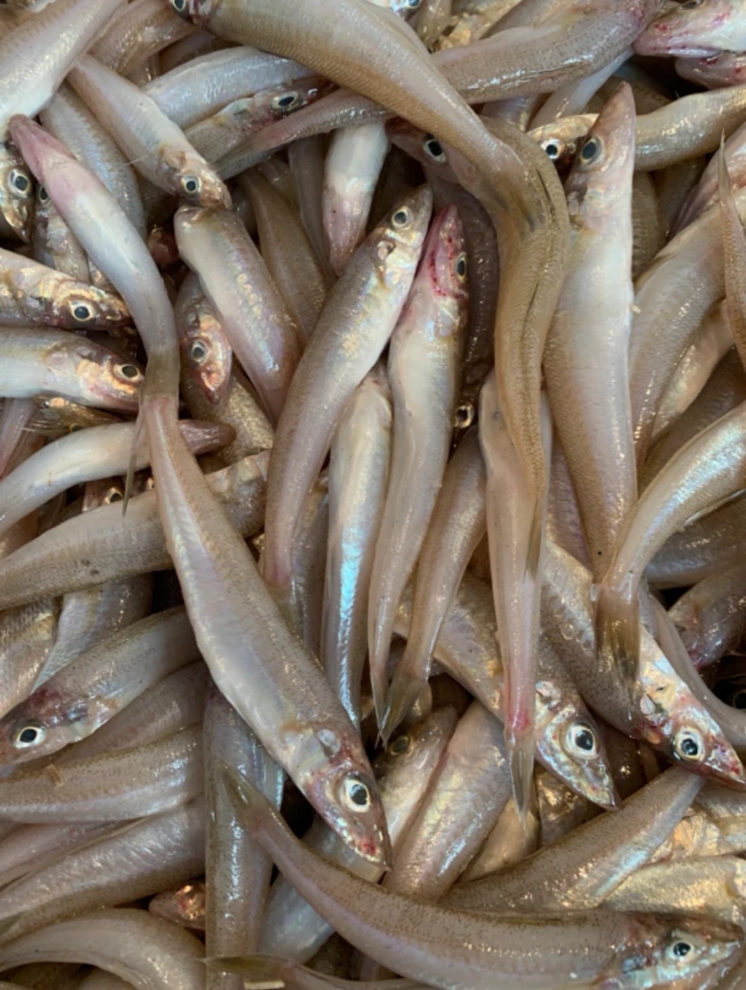 大连发货 野生沙丁鱼（大小不一）顺丰快递