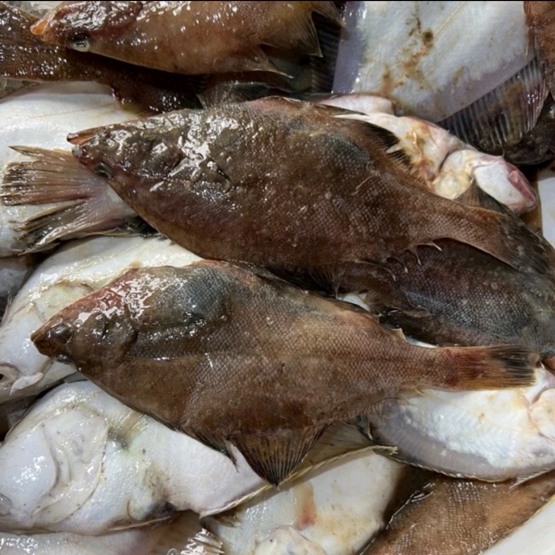 大连发货 偏口鱼(顺丰包邮)人工挑拣不均 大小混发  破肚正常