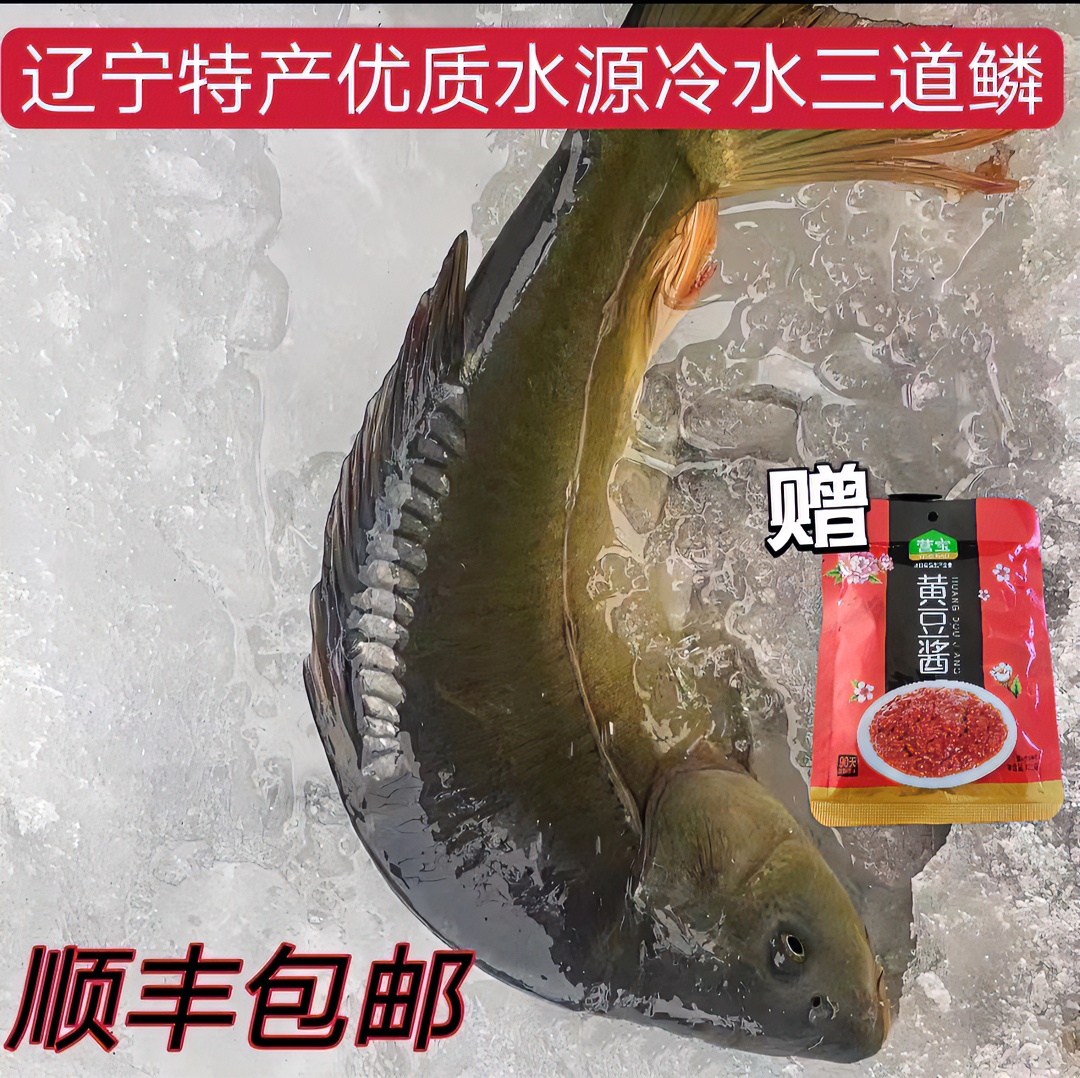保鲜不包活冷水三道鳞一条2斤左右赠东北农家酱