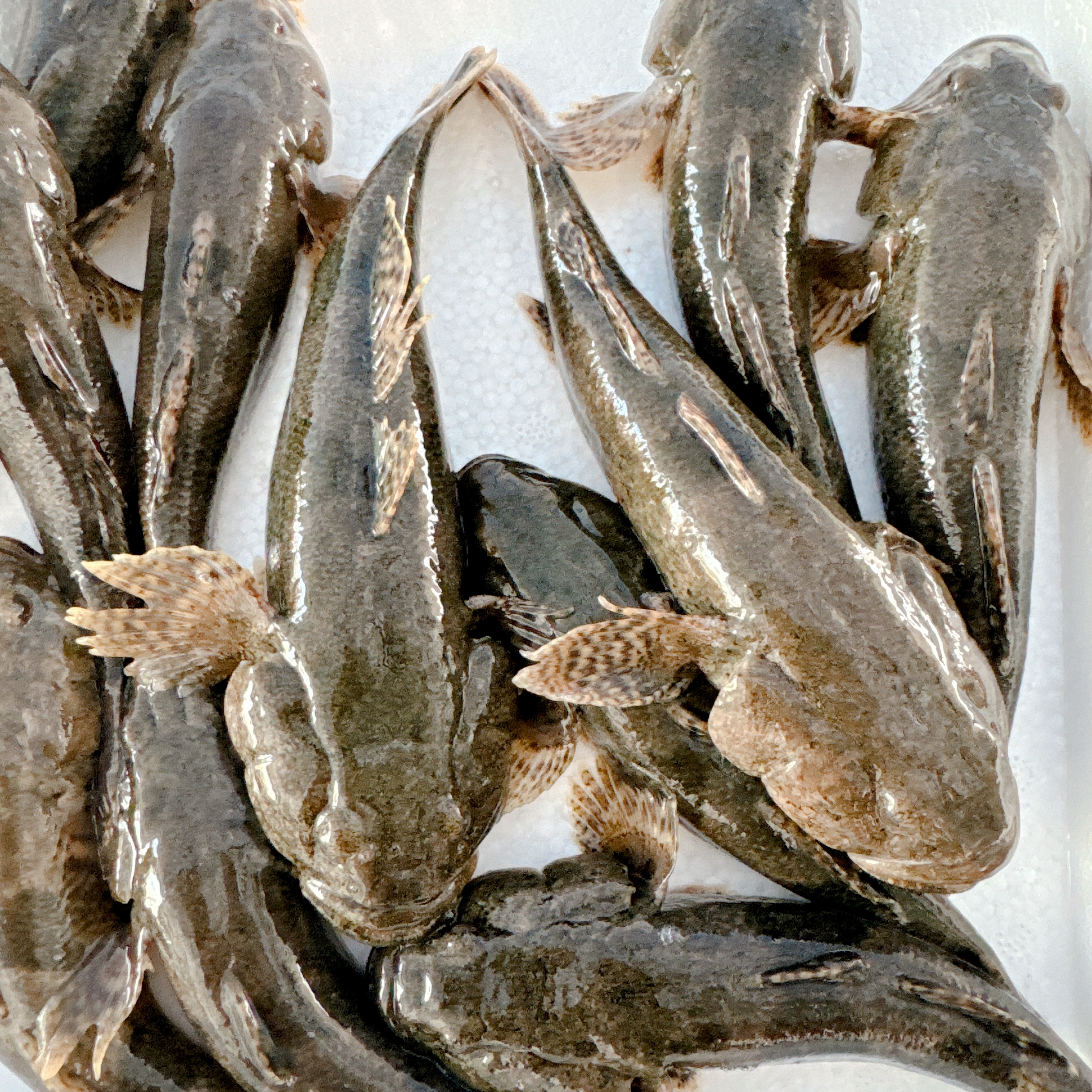 东北野生冷水河鱼瞎疙瘩学名沙塘鳢肉质紧实鲜美