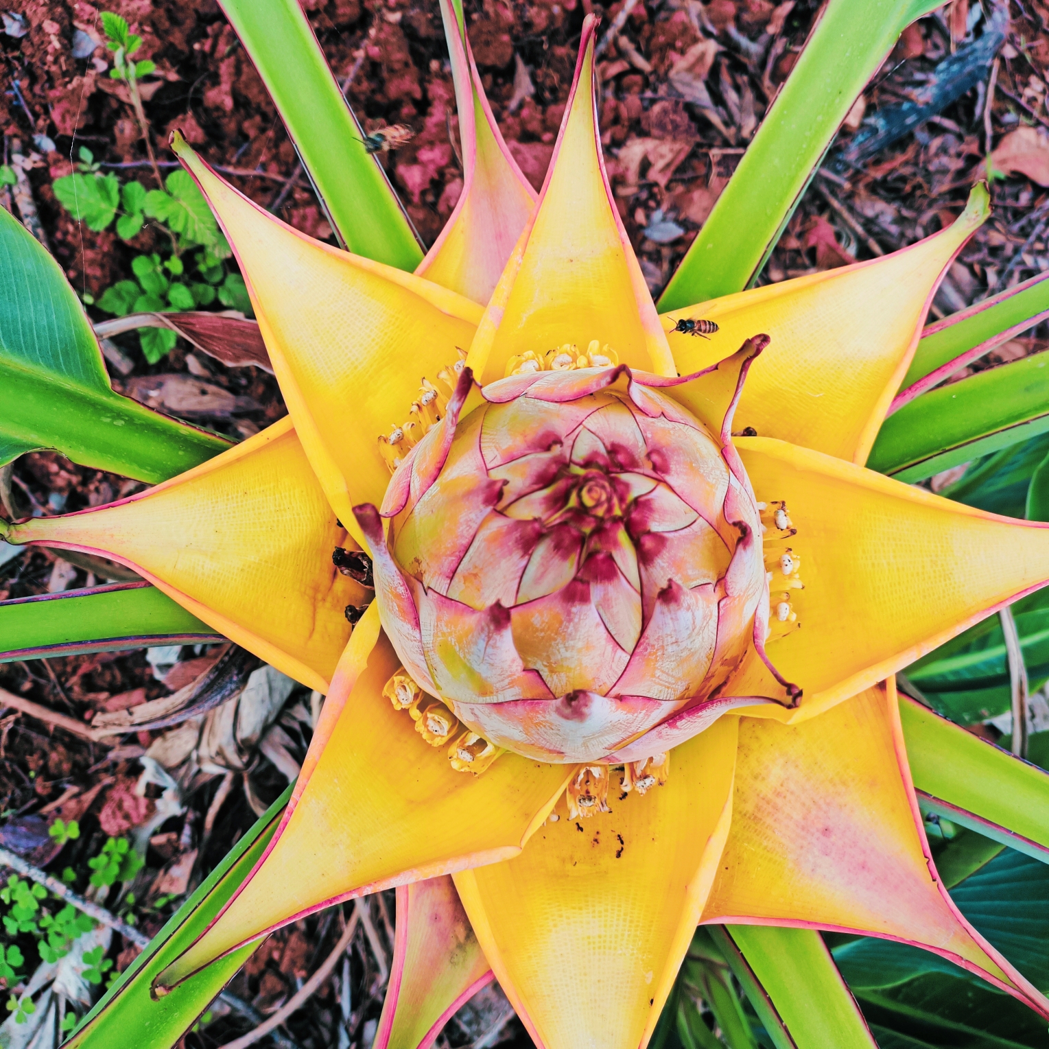 懒人花卉特大号大叶绿植开花大型地涌金莲园艺盆景花卉阳台庭院