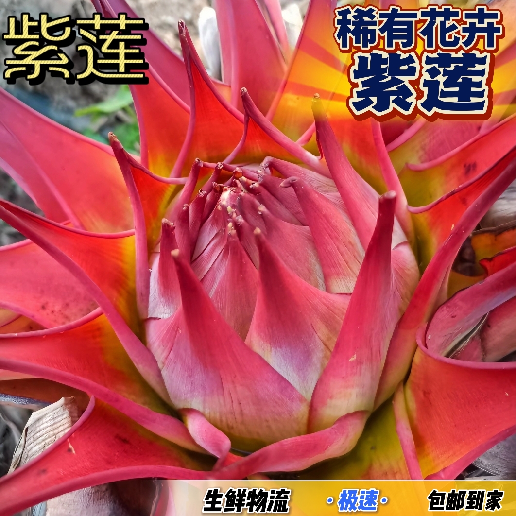 新款大型尊贵稀有地涌紫莲花高端奇异盆栽