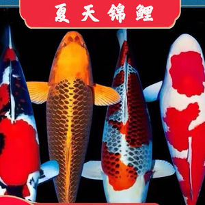 补差价专用链接【精品锦鲤观赏鱼，渔场直播，红白，介子，单顶，白写】
