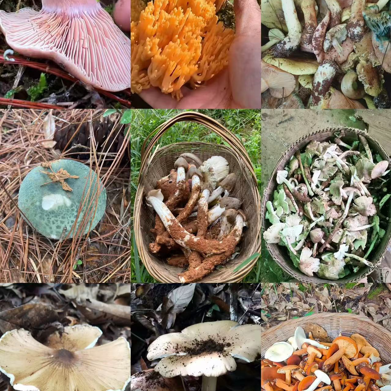 1【S-X】净含量：1g-15g【阿忠现收现卖】菌