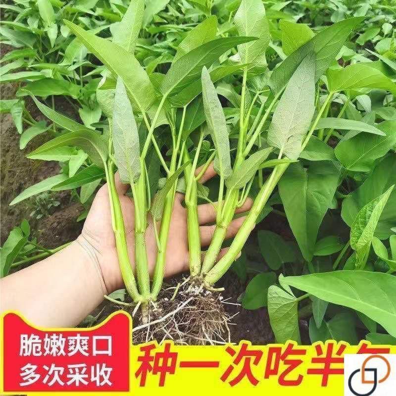 【全店满5包包邮】三叉空心菜种籽柳叶通心菜种子四季阳台蔬菜