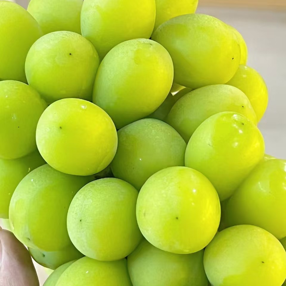 精品阳光玫瑰四川省