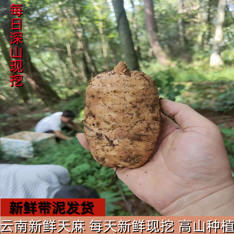现挖现发云南新鲜天.麻