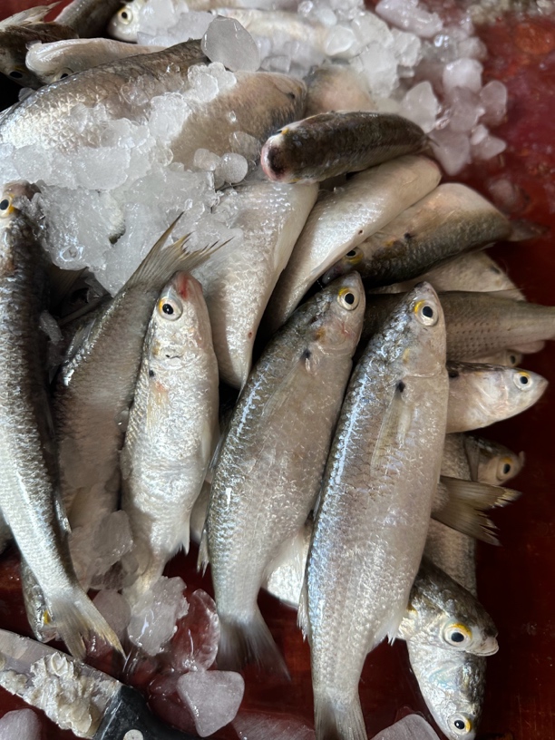 外罗水产:新鲜虫鱼（一斤包杀净重0.86斤）