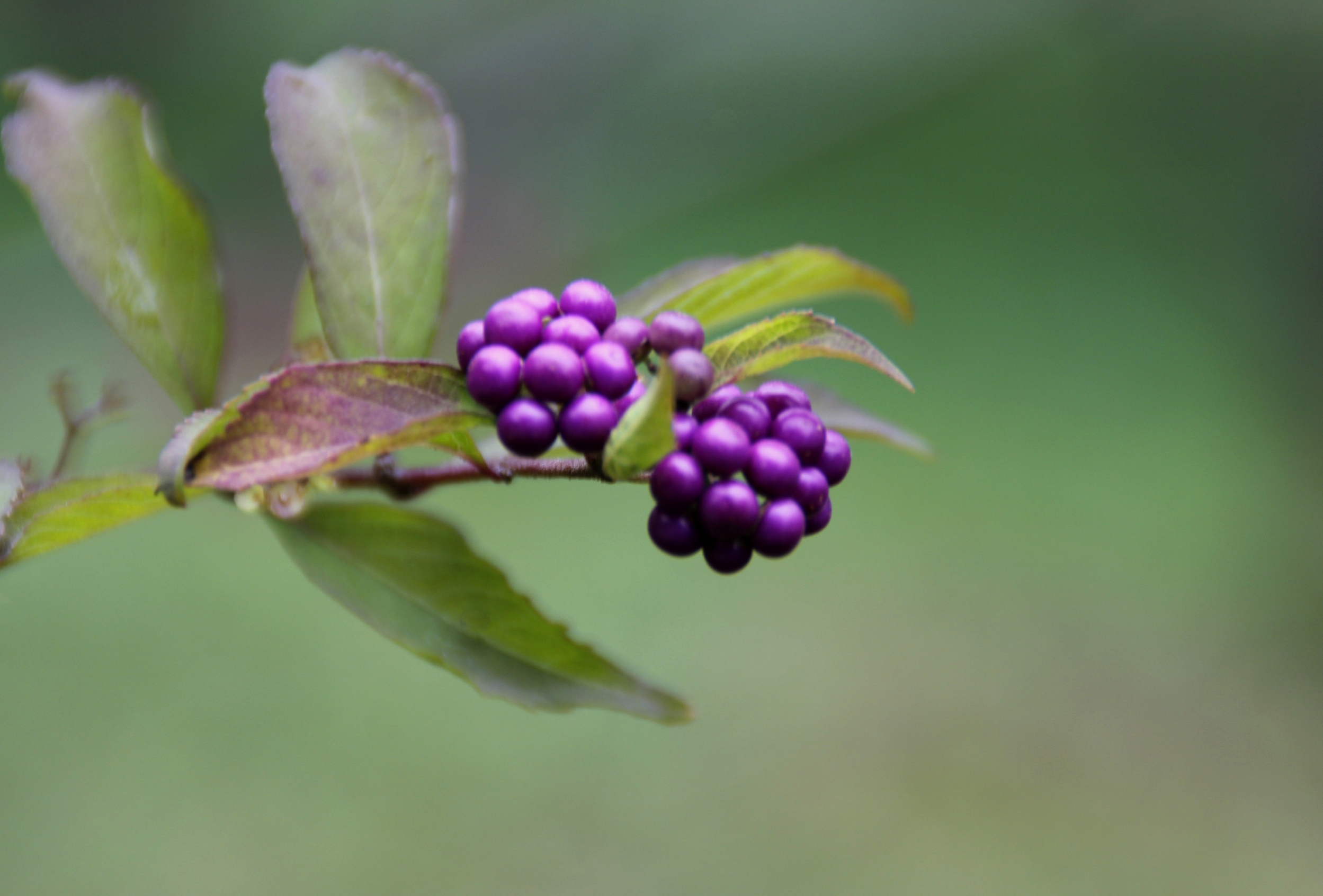 小号球节剪175mm不锈钢高端盆景