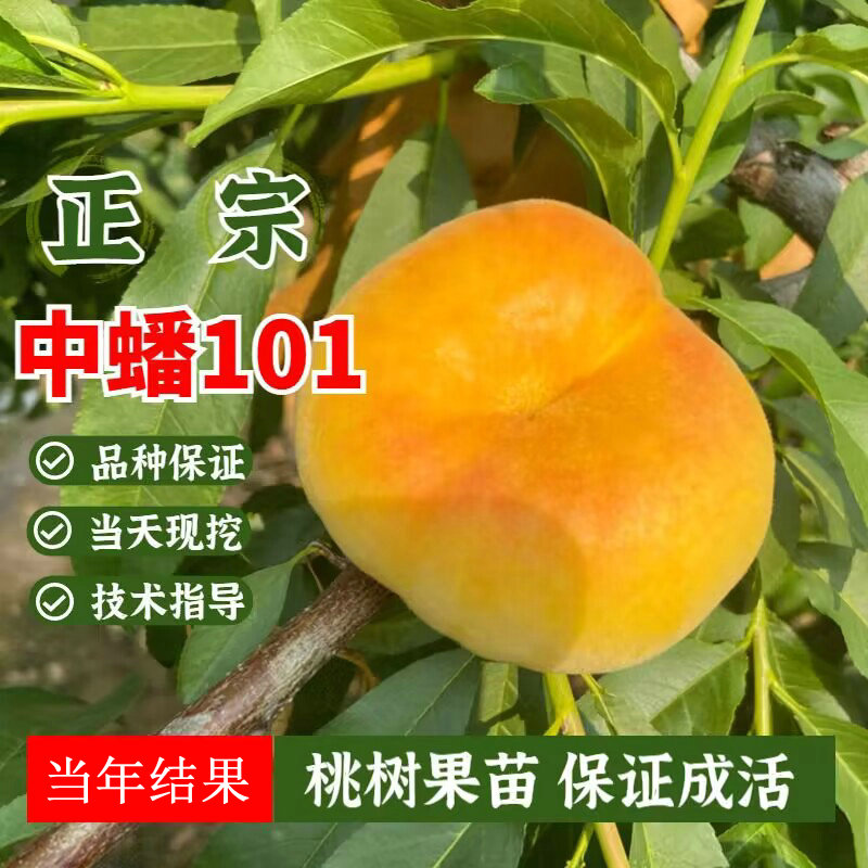 早熟黄金蟠桃苗中蟠101号桃树苗嫁接南北方种植地栽当年结果树苗