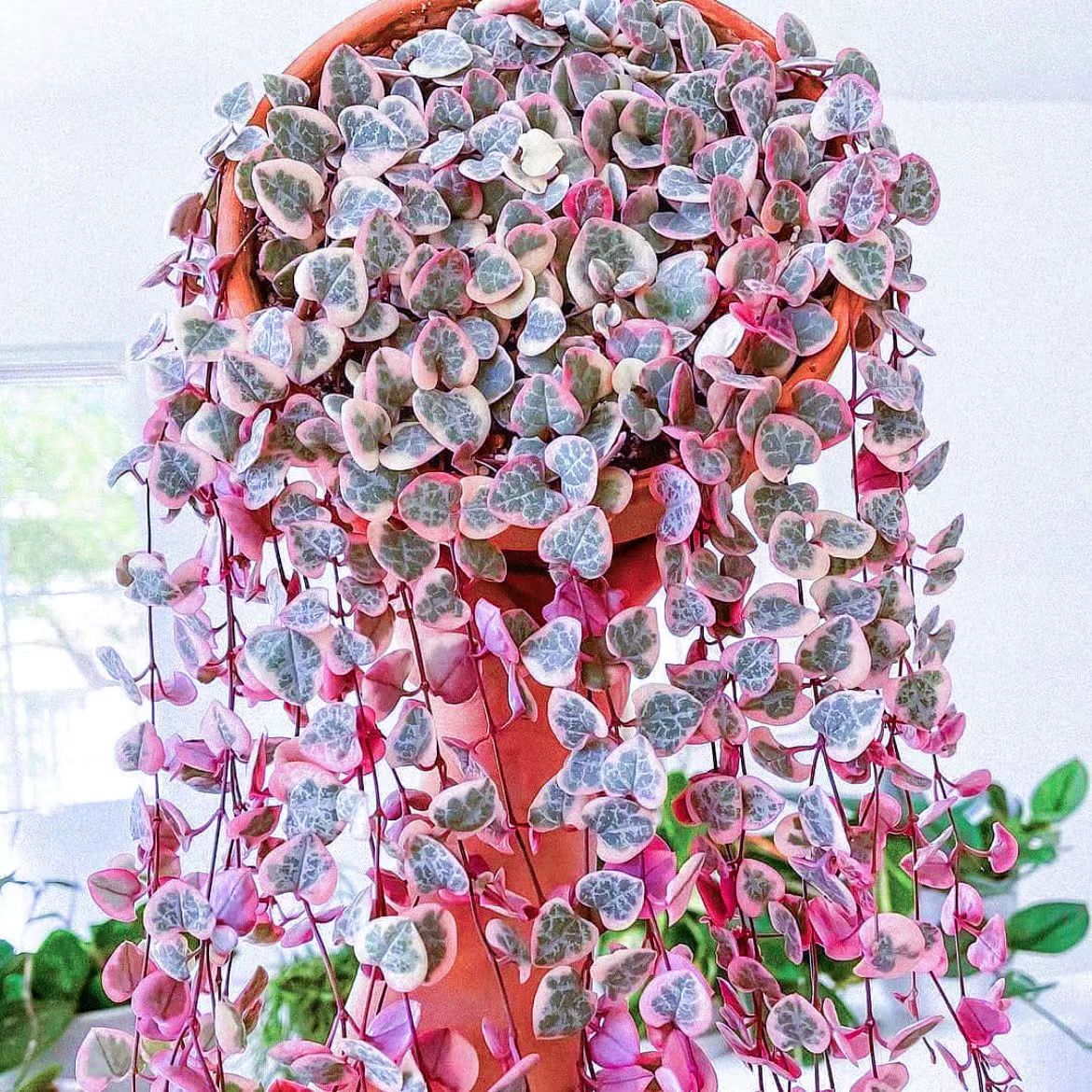 爱之蔓锦藤蔓爬藤植物多肉吊兰垂吊绿植小盆栽室内室外好养易成活