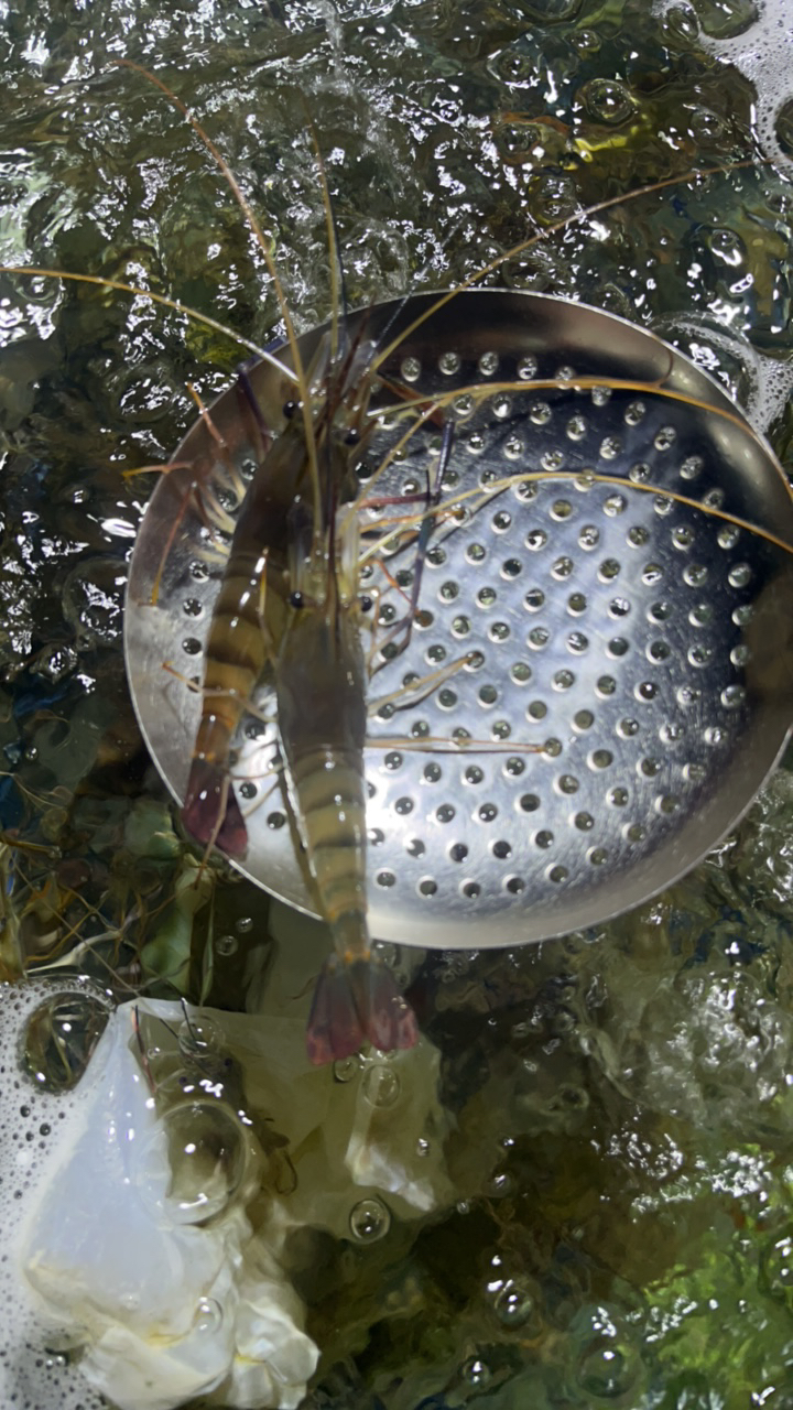 罗氏虾78元1斤（500g）