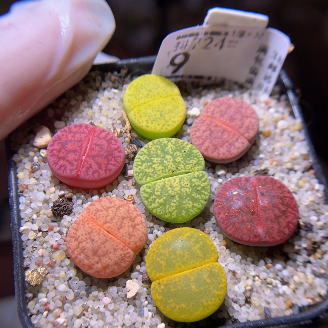 精品生石花725.9