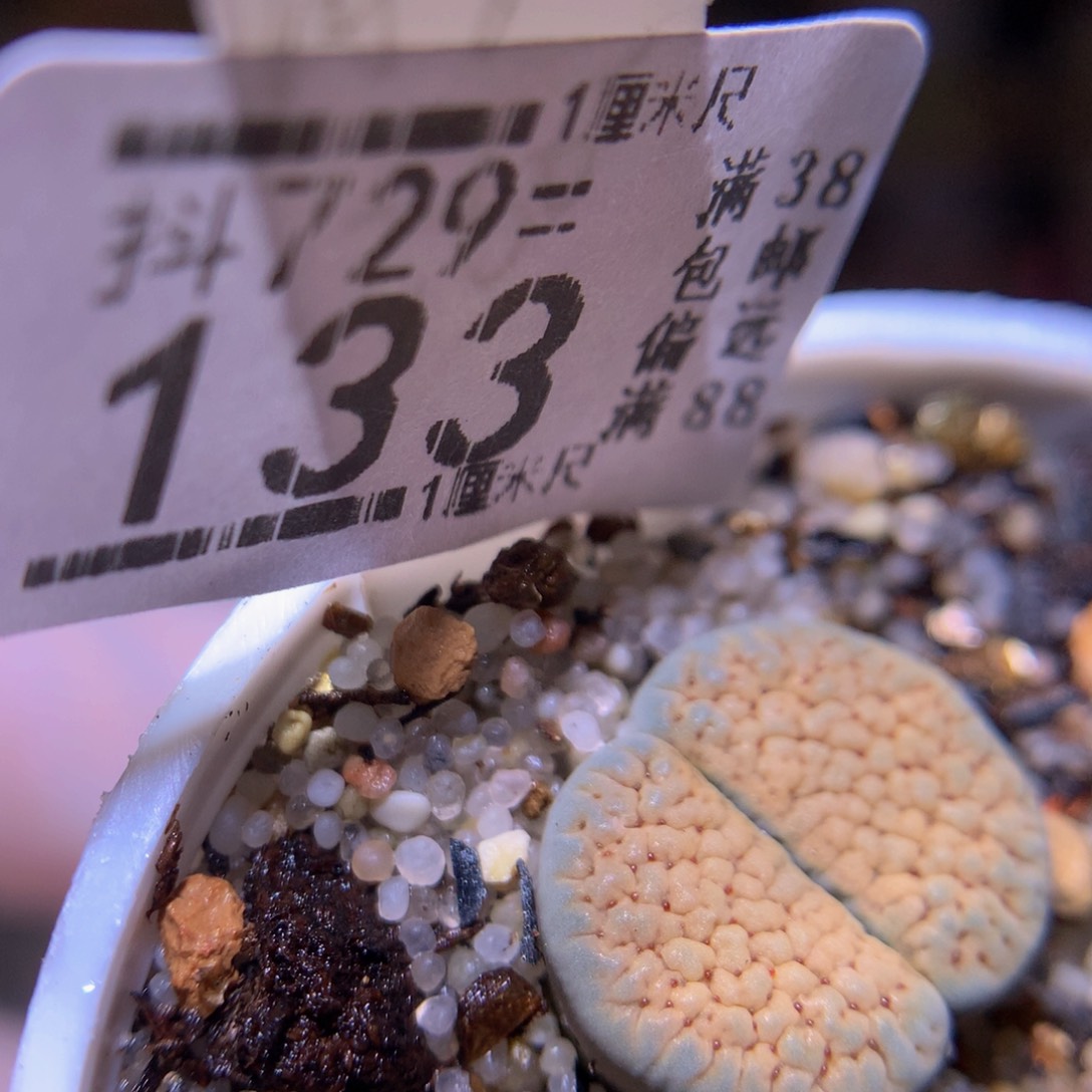 精品生石多肉729.133