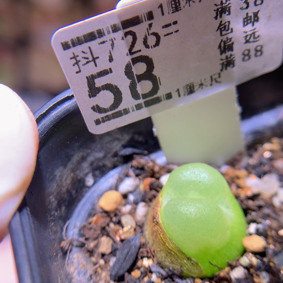 精品生石花726.58