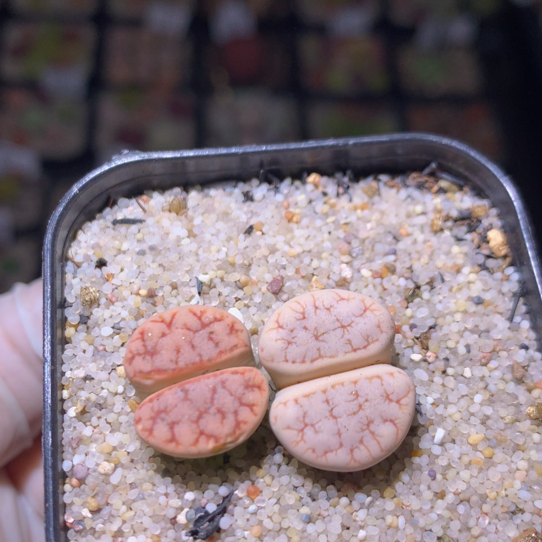 精品生石花718.503