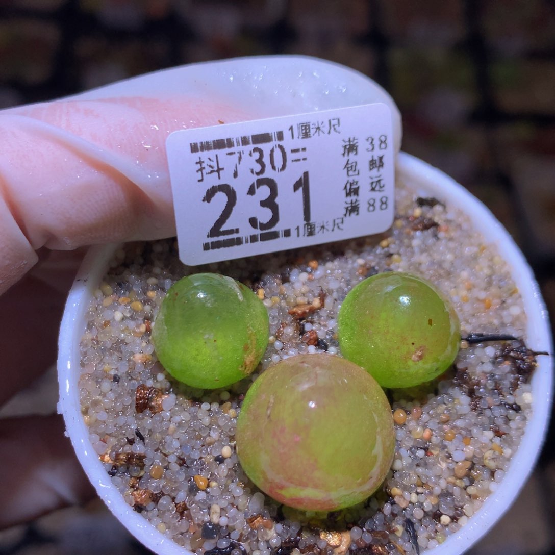 精品生石花730.231