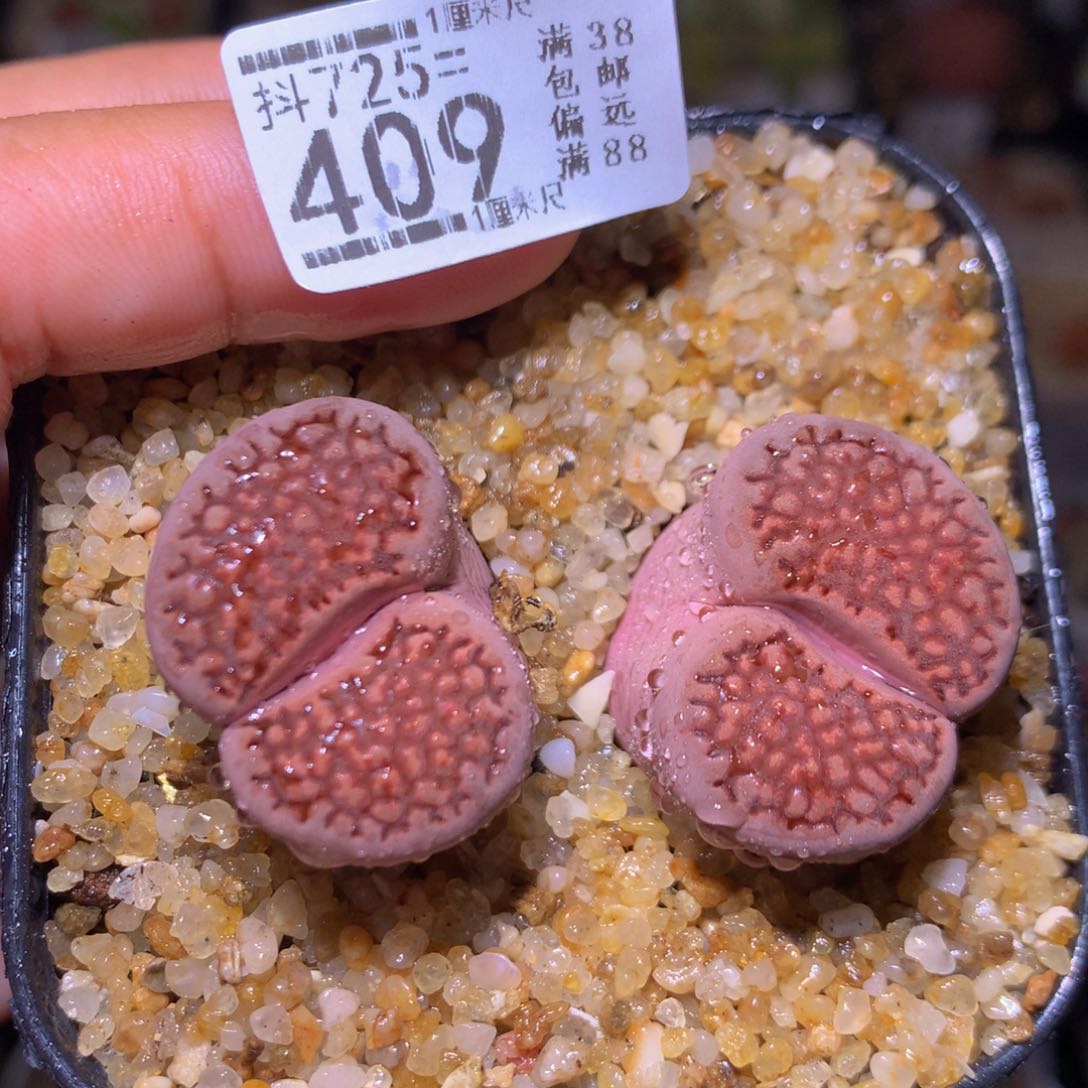 精品生石花725.409