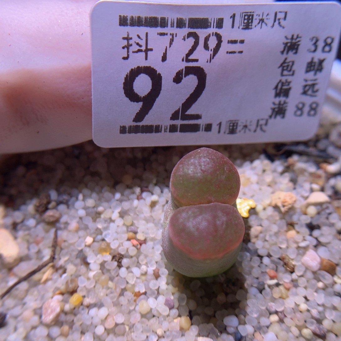 精品生石花729.92磁铁星空