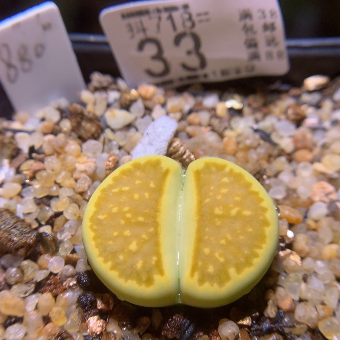 精品生石花718.33绿菊