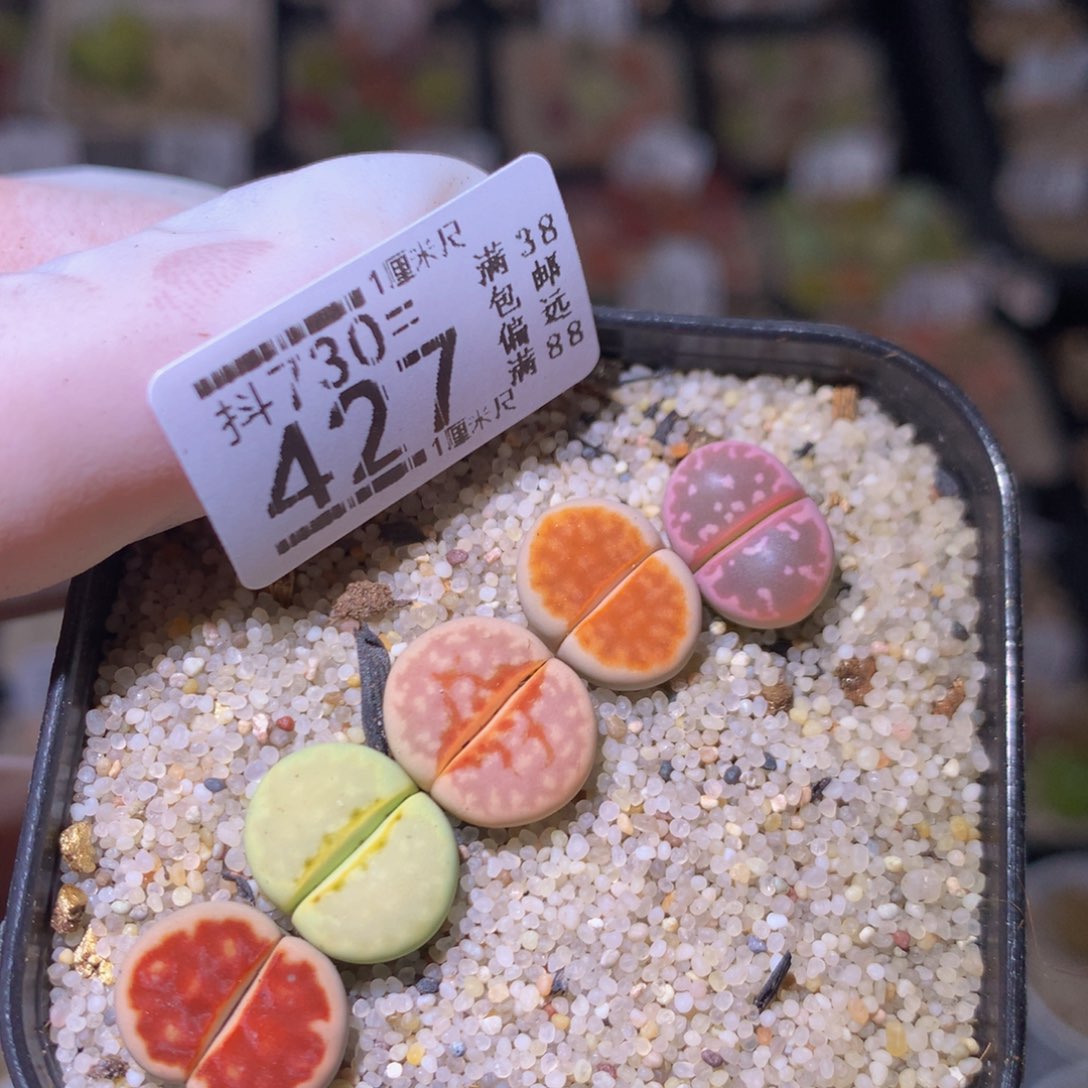精品生石花730.427