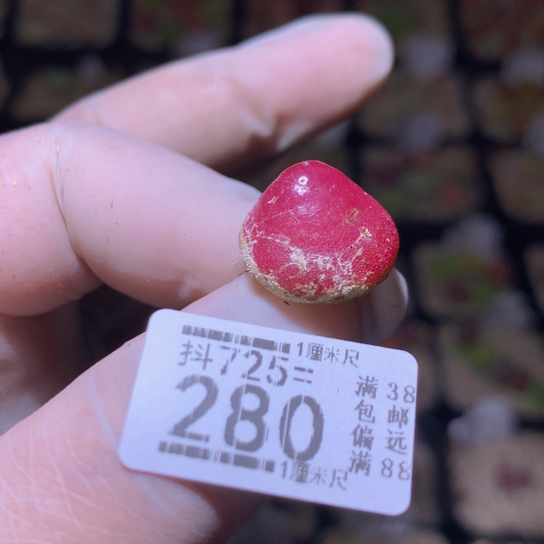 精品生石花725.280