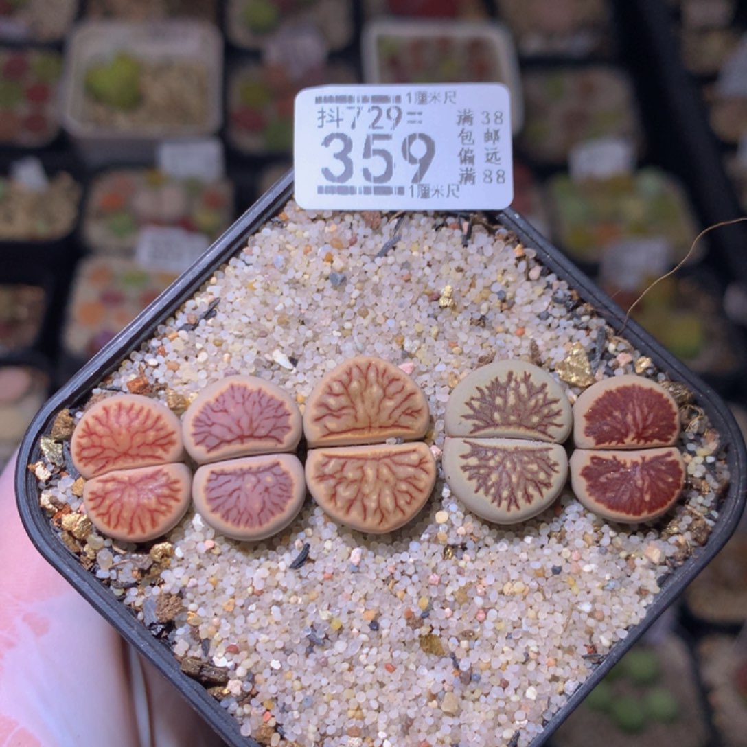精品生石花729.359
