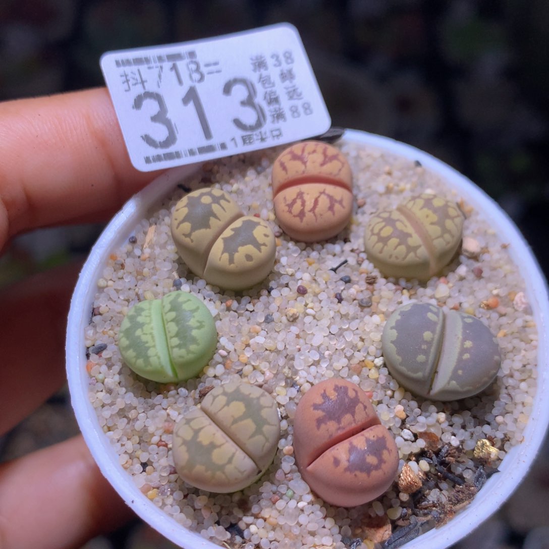 精品生石花718.313