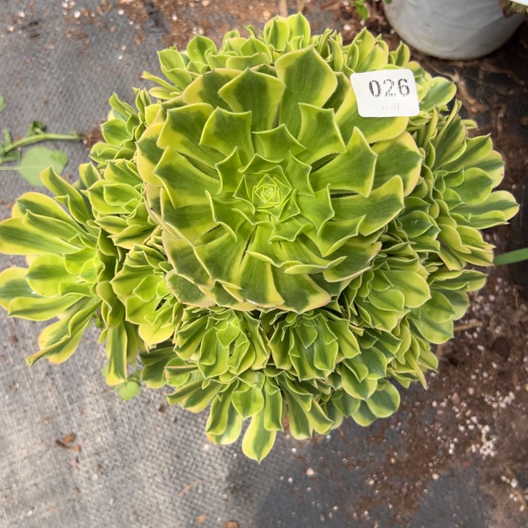 【闪购商品】26金丝翡翠多肉