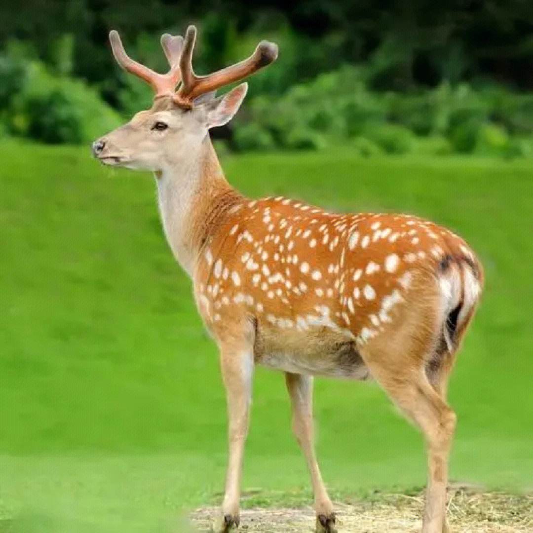 改价链接 鹿肉 拍前联系客服