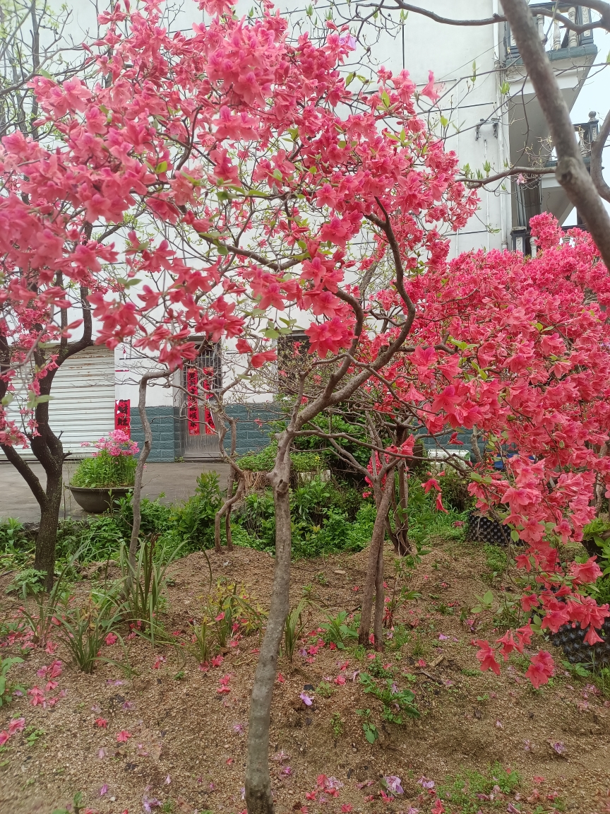 先花后叶映山红 直播间一物一拍