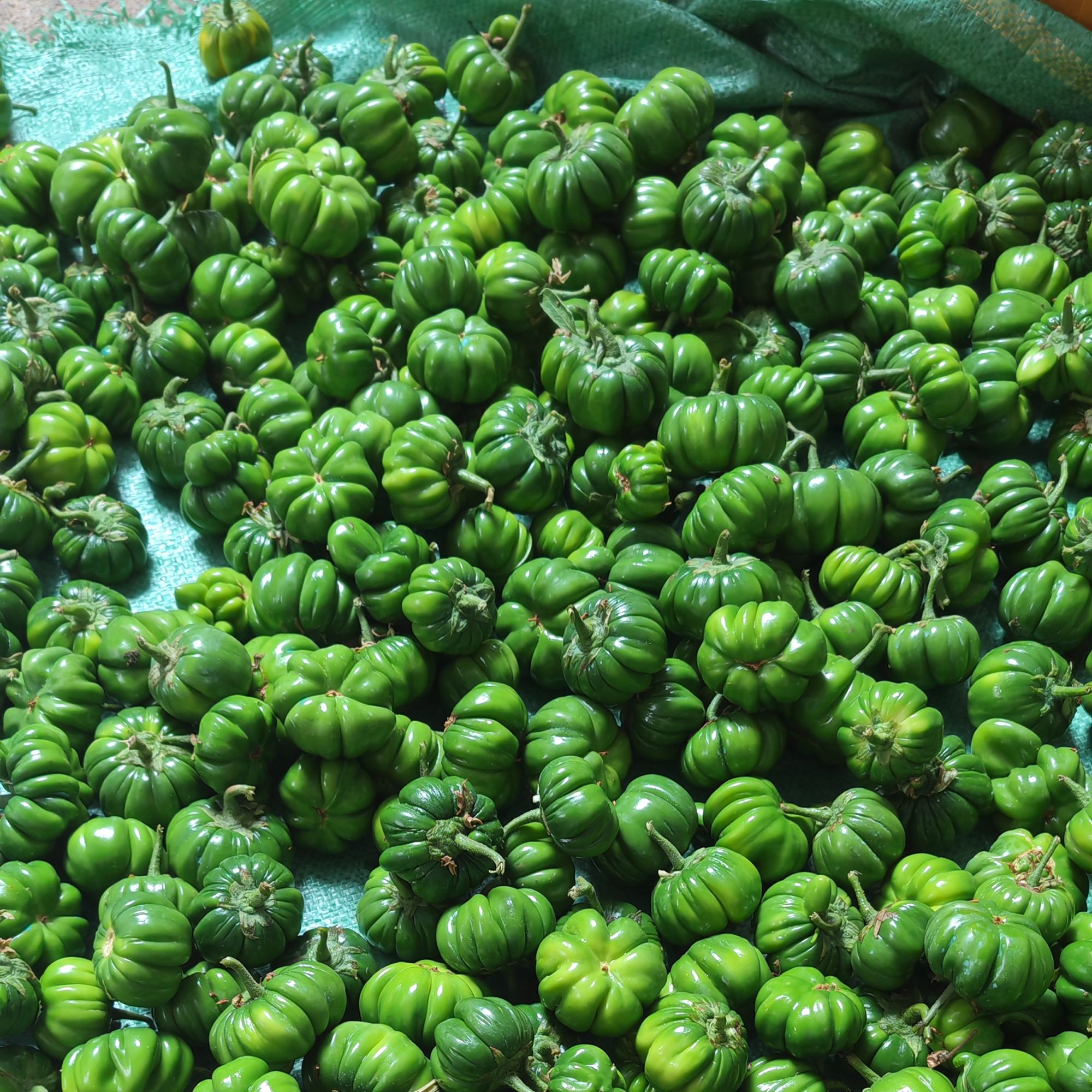 云南德宏特色野味傣味苦子果 苦味香浓 野生野菜酸汤苦子500g