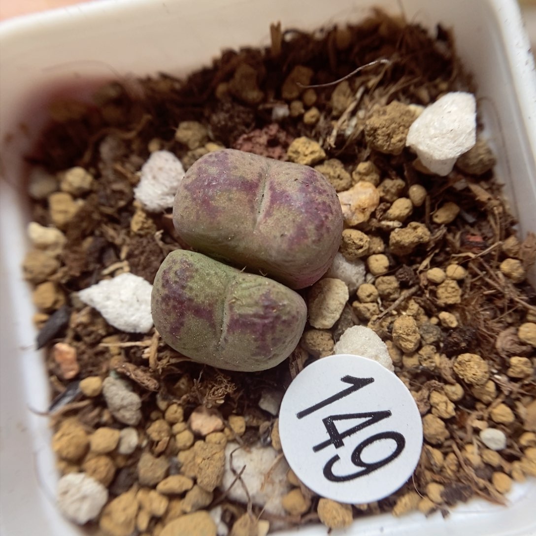 杂交1.1/1.2（多肉植物149