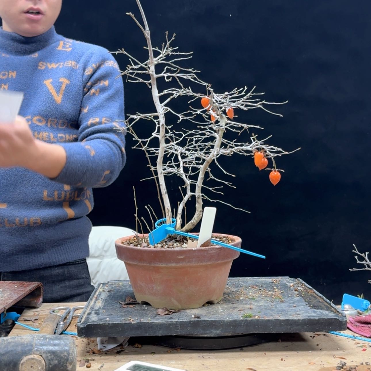 【闪购商品】盆景湘****林13