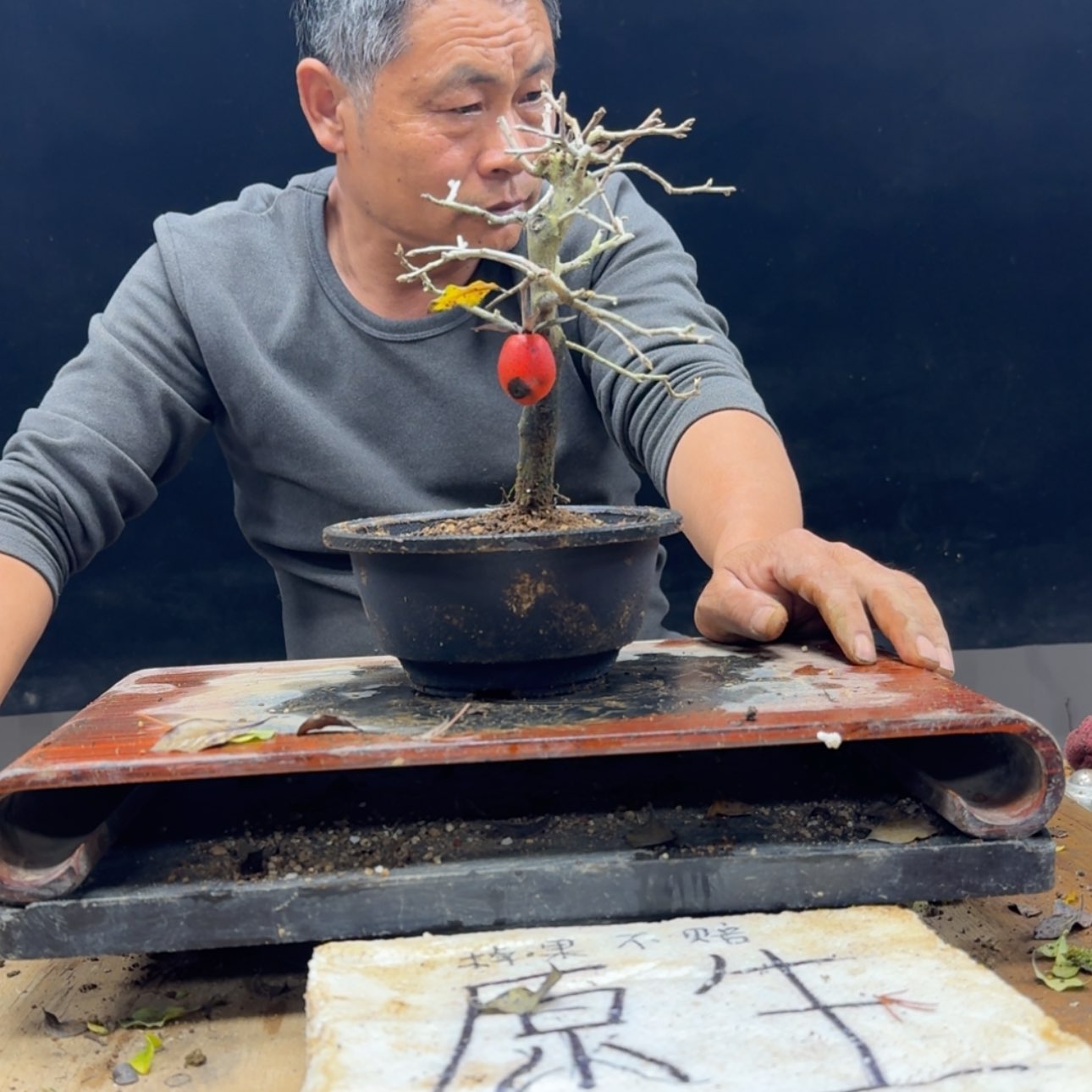【闪购商品】盆景同*440