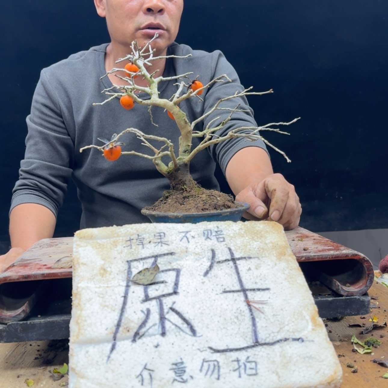 【闪购商品】盆景M**V452