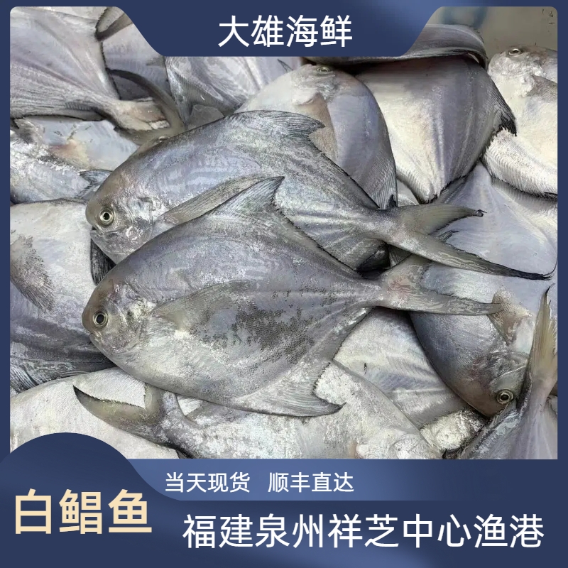 白鲳鱼海鲜泉州祥芝中心渔港野生船捕顺丰京东直达福利