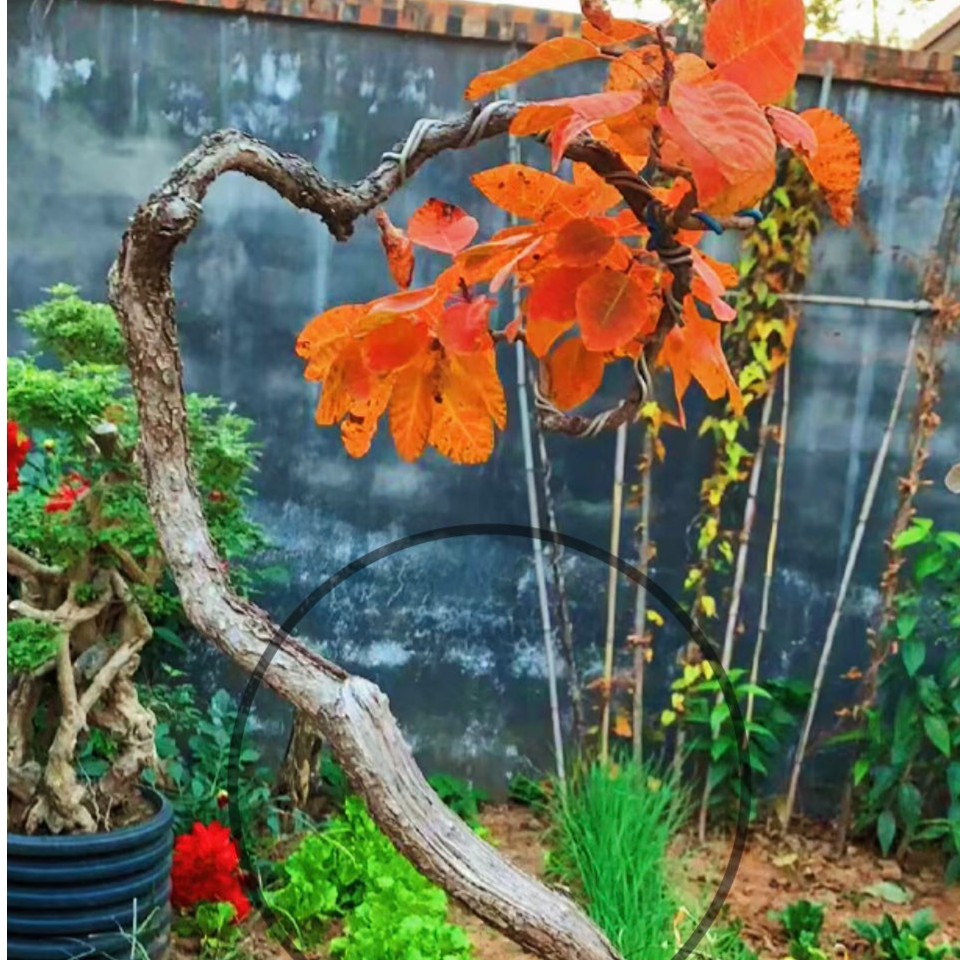 黄栌，爱心果，黄荆