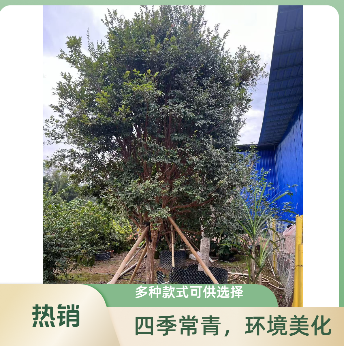 小爱直播间一物一拍绿植四季长青提根庭院美观栽培