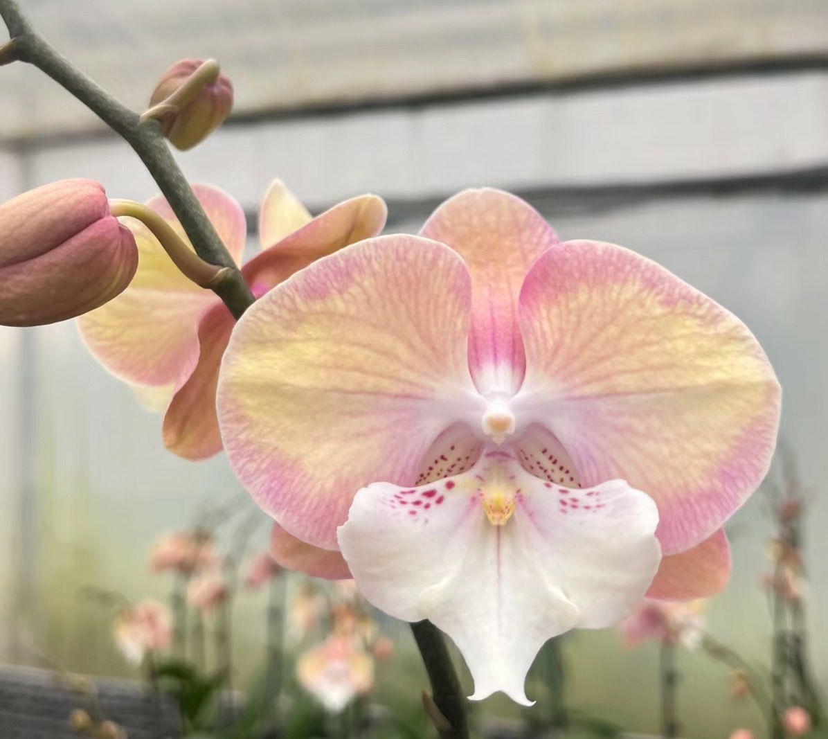 蝴蝶兰绿植兰花稀有大花【彩虹独角兽】2.8苗不带花剑蝴蝶兰大花