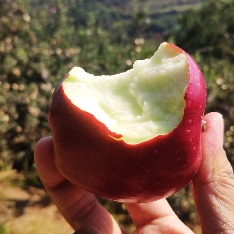 寺河山红星苹果粉面香甜脆